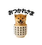 お寿司しば犬（個別スタンプ：24）