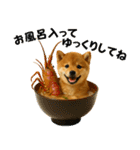 お寿司しば犬（個別スタンプ：31）