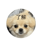 ぽん オリジナルスタンプ（個別スタンプ：1）