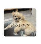 ぽん オリジナルスタンプ（個別スタンプ：5）