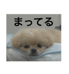 ぽん オリジナルスタンプ（個別スタンプ：6）