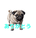 パグ J（個別スタンプ：36）