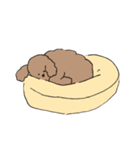 トイプードル大好きスタンプ（個別スタンプ：26）