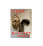 ミヌエットのみぃくん2（個別スタンプ：2）