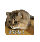ミヌエットのみぃくん2（個別スタンプ：6）