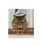 ミヌエットのみぃくん2（個別スタンプ：15）