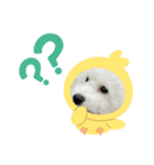 ビションもふお②（個別スタンプ：1）