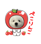 ビションもふお②（個別スタンプ：3）