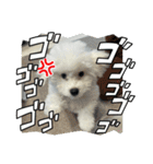 ビションもふお②（個別スタンプ：6）