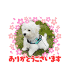 ビションもふお②（個別スタンプ：7）
