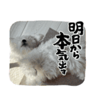 ビションもふお②（個別スタンプ：12）