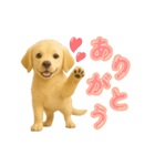 犬好きさん用ゴールデンレトリバースタンプ（個別スタンプ：1）