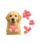 犬好きさん用ゴールデンレトリバースタンプ（個別スタンプ：2）
