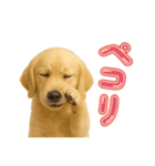 犬好きさん用ゴールデンレトリバースタンプ（個別スタンプ：5）