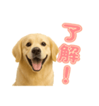 犬好きさん用ゴールデンレトリバースタンプ（個別スタンプ：6）
