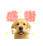 犬好きさん用ゴールデンレトリバースタンプ（個別スタンプ：8）