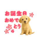 犬好きさん用ゴールデンレトリバースタンプ（個別スタンプ：10）