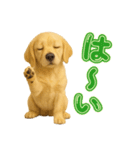 犬好きさん用ゴールデンレトリバースタンプ（個別スタンプ：11）