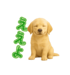 犬好きさん用ゴールデンレトリバースタンプ（個別スタンプ：12）