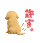 犬好きさん用ゴールデンレトリバースタンプ（個別スタンプ：13）