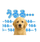 犬好きさん用ゴールデンレトリバースタンプ（個別スタンプ：15）