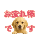 犬好きさん用ゴールデンレトリバースタンプ（個別スタンプ：16）