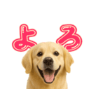 犬好きさん用ゴールデンレトリバースタンプ（個別スタンプ：17）
