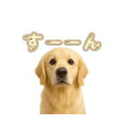 犬好きさん用ゴールデンレトリバースタンプ（個別スタンプ：18）
