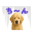 犬好きさん用ゴールデンレトリバースタンプ（個別スタンプ：19）