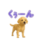 犬好きさん用ゴールデンレトリバースタンプ（個別スタンプ：20）