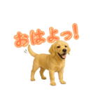 犬好きさん用ゴールデンレトリバースタンプ（個別スタンプ：21）