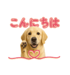 犬好きさん用ゴールデンレトリバースタンプ（個別スタンプ：22）