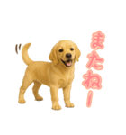 犬好きさん用ゴールデンレトリバースタンプ（個別スタンプ：23）