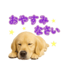 犬好きさん用ゴールデンレトリバースタンプ（個別スタンプ：24）