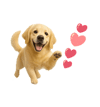 犬好きさん用ゴールデンレトリバースタンプ（個別スタンプ：25）