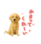 犬好きさん用ゴールデンレトリバースタンプ（個別スタンプ：27）