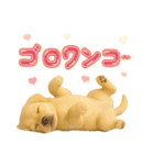 犬好きさん用ゴールデンレトリバースタンプ（個別スタンプ：28）