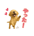 犬好きさん用ゴールデンレトリバースタンプ（個別スタンプ：29）