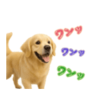 犬好きさん用ゴールデンレトリバースタンプ（個別スタンプ：30）