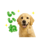 犬好きさん用ゴールデンレトリバースタンプ（個別スタンプ：31）