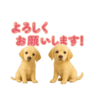犬好きさん用ゴールデンレトリバースタンプ（個別スタンプ：32）