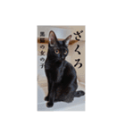 愛猫の日常スタンプ.（個別スタンプ：1）