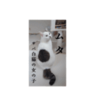 愛猫の日常スタンプ.（個別スタンプ：2）