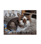 愛猫の日常スタンプ.（個別スタンプ：4）