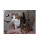 愛猫の日常スタンプ.（個別スタンプ：5）