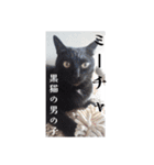 愛猫の日常スタンプ.（個別スタンプ：6）