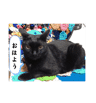 愛猫の日常スタンプ.（個別スタンプ：7）