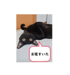 愛猫の日常スタンプ.（個別スタンプ：9）