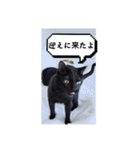 愛猫の日常スタンプ.（個別スタンプ：10）