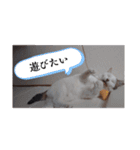 愛猫の日常スタンプ.（個別スタンプ：11）